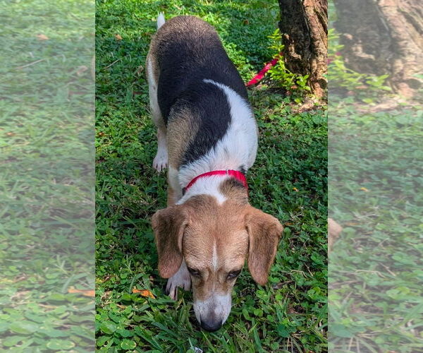 Medium Photo #7 Beagle Puppy For Sale in Dunnellon, FL, USA