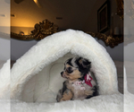 Small #13 Chihuahua