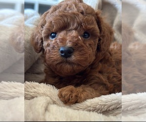 Poodle (Toy) Puppy for sale in WOODSTOCK, IL, USA
