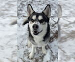 Small #1 Siberian Husky Mix