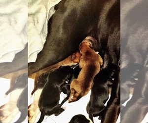 Boxer Puppy for sale in BEMIDJI, MN, USA