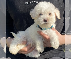 Maltipoo Puppy for sale in BREA, CA, USA