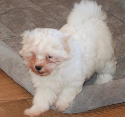 Havanese Puppy for sale in MONTGOMERY, TX, USA
