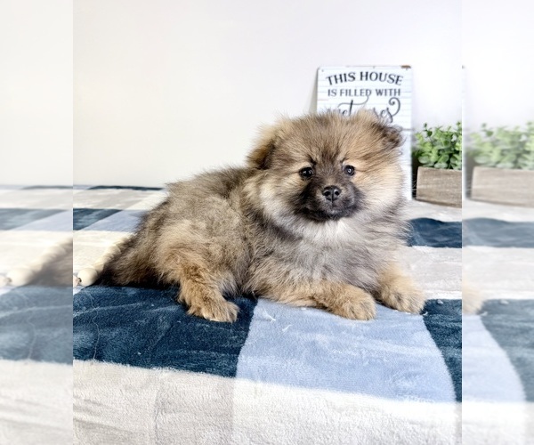 Medium Photo #2 Pomeranian Puppy For Sale in GREENFIELD, IN, USA