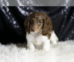 Small #2 Dachshund