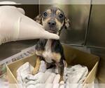 Small Chihuahua