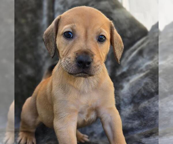 Medium Photo #2 Labrador Retriever-Unknown Mix Puppy For Sale in San Diego, CA, USA