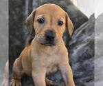 Small #1 Labrador Retriever Mix