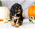 Small #4 Cocker Spaniel