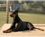 Small #2 Doberman Pinscher