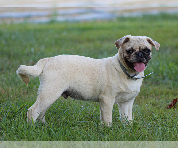 Medium Photo #5 Pug Puppy For Sale in LIBERTY, KY, USA
