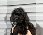 Puppy Jet Cavapoo