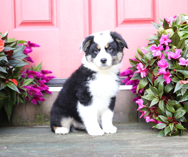 Medium Photo #2 Australian Shepherd Puppy For Sale in WESTFIELD, MA, USA