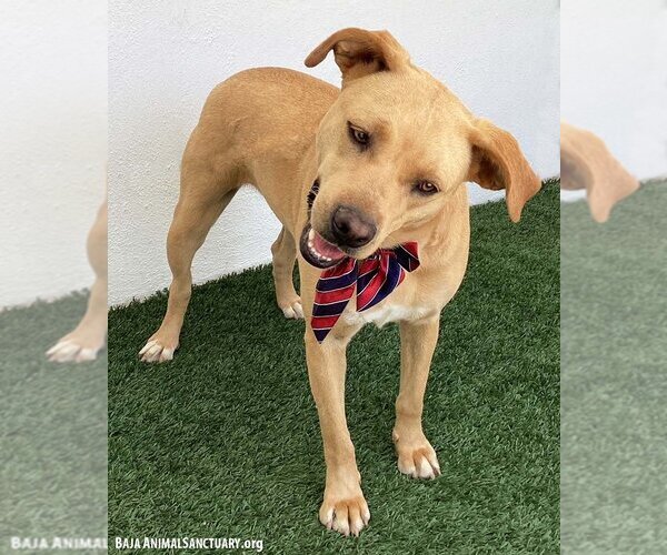 Medium Photo #3 Labrador Retriever-Redbone Coonhound Mix Puppy For Sale in San Diego, CA, USA
