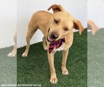Small #2 Labrador Retriever-Redbone Coonhound Mix