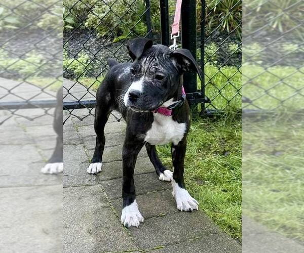 Medium Photo #2 Mutt Puppy For Sale in Woodbury, NY, USA