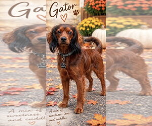 Cavalier King Charles Spaniel-Irish Setter Mix Dogs for adoption in Cuyahoga Falls , OH, USA