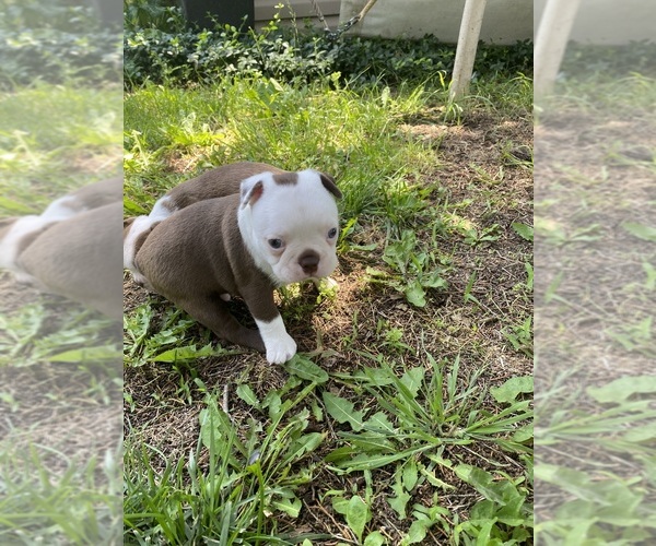 Medium Photo #4 Boston Terrier Puppy For Sale in FREDONIA, KS, USA