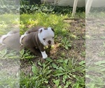 Small #3 Boston Terrier