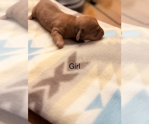 Medium Photo #3 Dachshund Puppy For Sale in CHIPPEWA FALLS, WI, USA