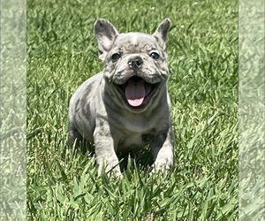 French Bulldog Puppy for sale in COLUMBIA, TN, USA