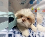 Puppy Lime Shih Tzu