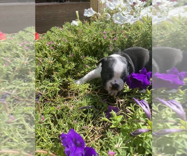 Medium Photo #4 Boston Terrier Puppy For Sale in FREDONIA, KS, USA
