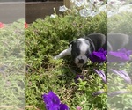 Small #3 Boston Terrier