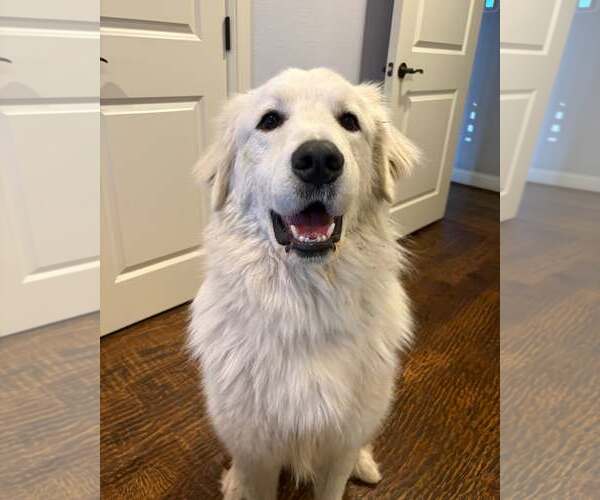 Medium Photo #1 Great Pyrenees Puppy For Sale in Dallas, TX, USA