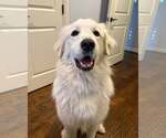 Small Great Pyrenees
