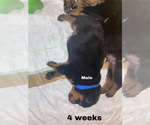 Small Photo #2 Rottweiler Puppy For Sale in AIKEN, SC, USA