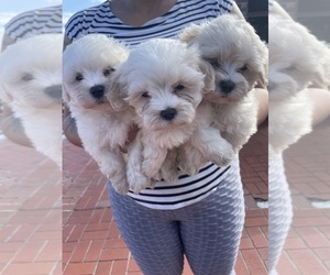 Maltese-Poodle (Toy) Mix Puppy for Sale in HIALEAH, Florida USA