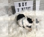 Small Photo #23 Sheepadoodle Puppy For Sale in NIXA, MO, USA