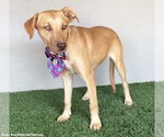 Small Photo #9 Unknown-Weimaraner Mix Puppy For Sale in San Diego, CA, USA