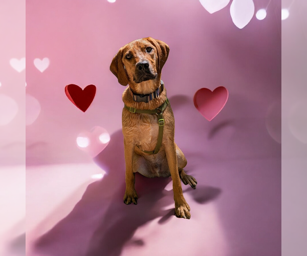 Medium Photo #5 Mutt Puppy For Sale in Vail, AZ, USA