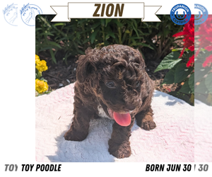 Poodle (Toy) Puppy for sale in GOSHEN, IN, USA