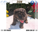 Small Poodle (Toy)