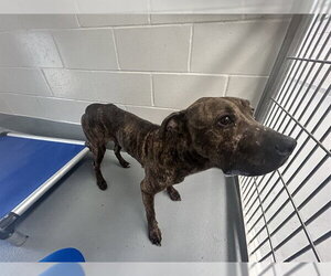 American Pit Bull Terrier Dogs for adoption in Ocala, FL, USA