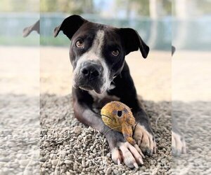 Staffordshire Bull Terrier Dogs for adoption in Woodland, CA, USA