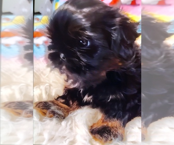 Medium Photo #11 Shih Tzu Puppy For Sale in EAST PEORIA, IL, USA