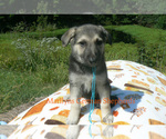 Small #4 German Shepherd Dog