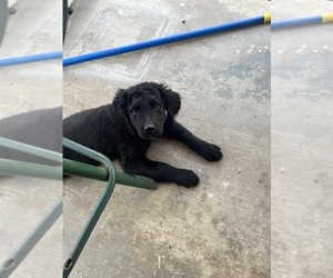 Goldendoodle Puppy for Sale in FONTANA, California USA