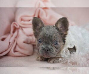 French Bulldog Puppy for sale in TAMPA, FL, USA