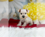 Small Photo #6 Schnauzer (Miniature) Puppy For Sale in RIPLEY, MS, USA