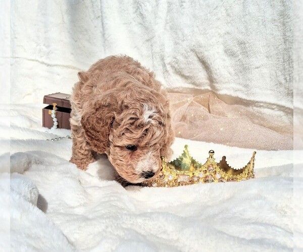 Medium Photo #11 Goldendoodle (Miniature) Puppy For Sale in GASTONIA, NC, USA