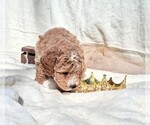 Small #10 Goldendoodle (Miniature)