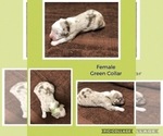 Small Photo #7 Australian Shepherd Puppy For Sale in MERIDIANVILLE, AL, USA