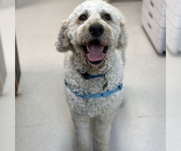 Medium Photo #3 Poodle (Standard) Puppy For Sale in Rohnert Park, CA, USA