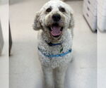 Small #2 Poodle (Standard)