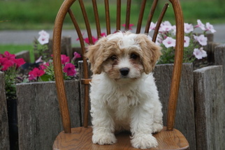Cavachon Puppy for sale in FREDERICKSBURG, OH, USA